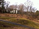 trees and brush piles